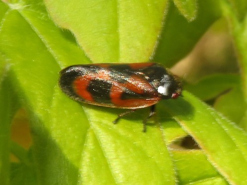 Roodzwarte dennencicade, Wassenaar, Nederland, photo 6 of 10