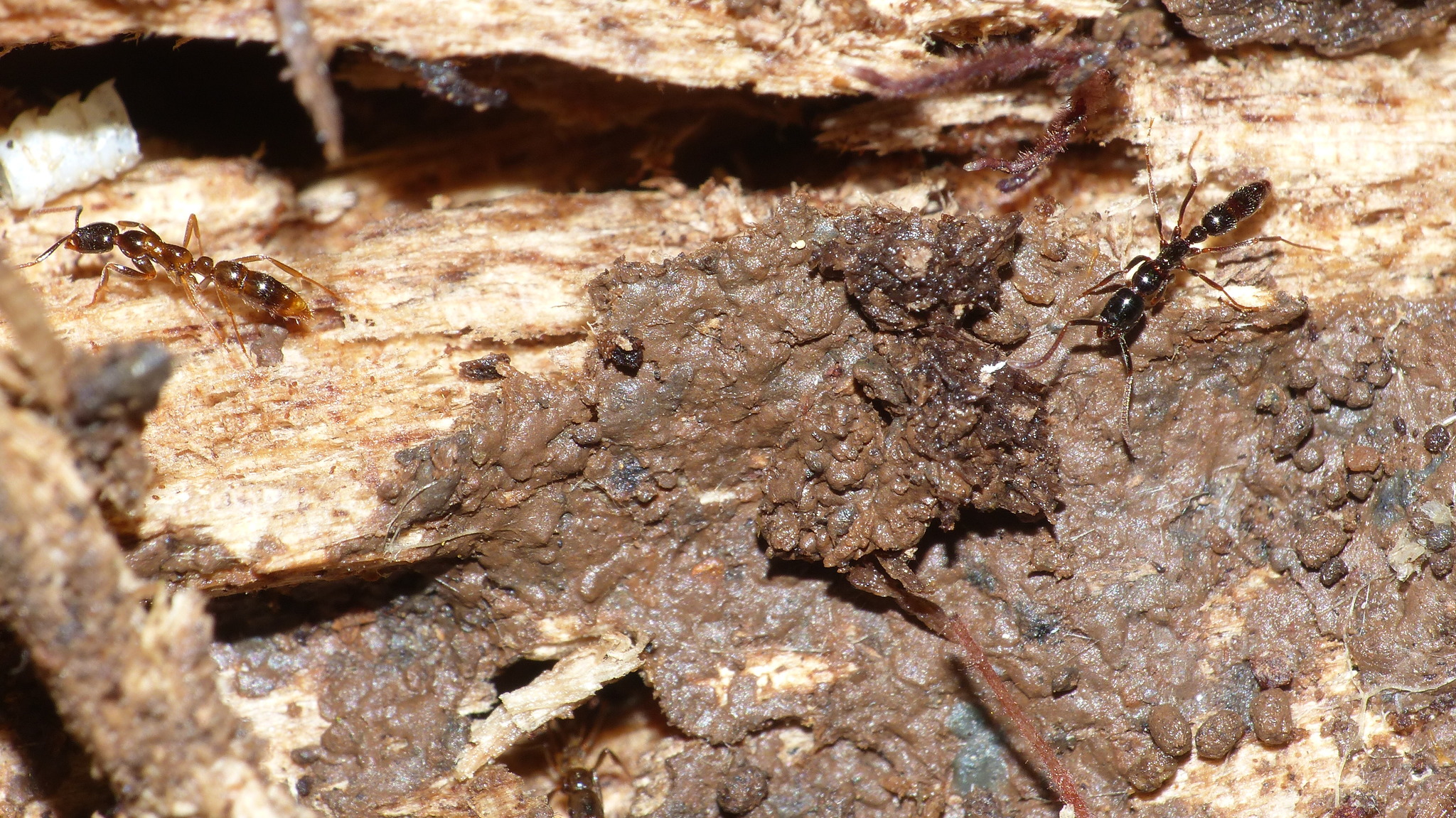 Leptogenys castanea