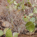 Opuntia guatemalensis - Photo (c) Barry Hammel, algunos derechos reservados (CC BY-NC-SA)