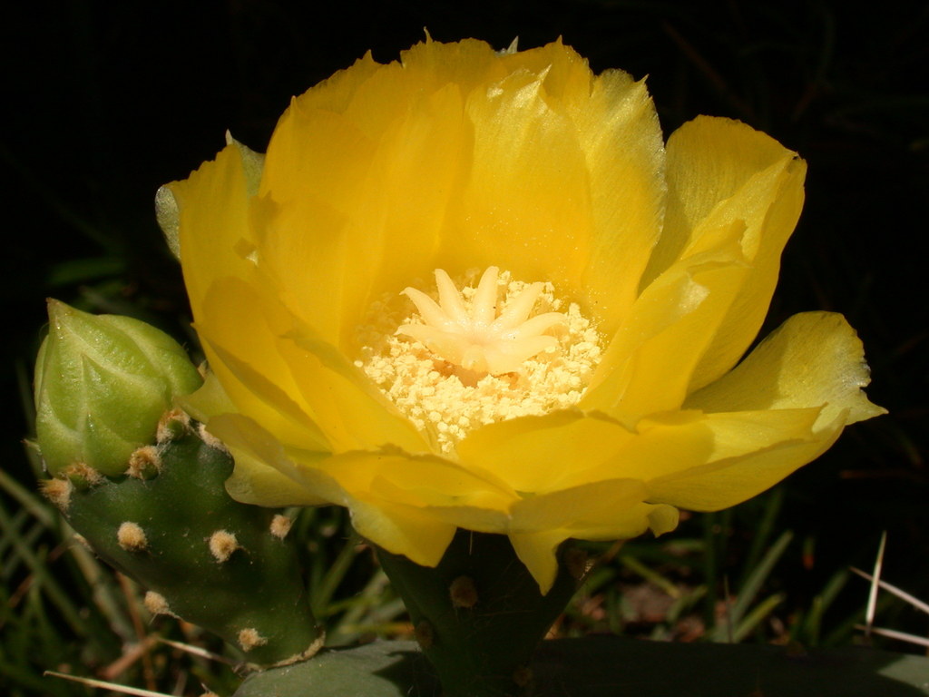 Opuntia guatemalensis