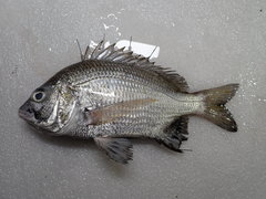 Acanthopagrus pacificus