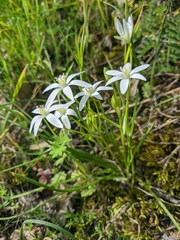 Ornithogalum woronowii