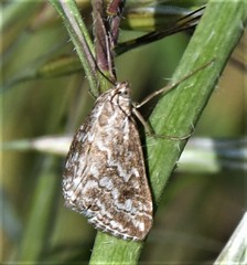 Evergestis frumentalis