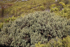 Grubbia tomentosa