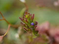 Veronica arvensis