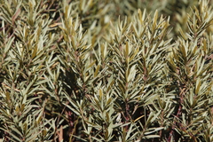 Grubbia tomentosa