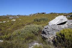 Grubbia tomentosa