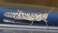 Schistocerca gregaria flaviventris