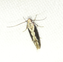 Agnippe prunifoliella