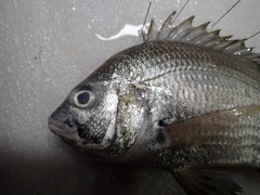 Acanthopagrus pacificus