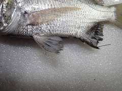 Acanthopagrus pacificus