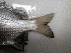 Acanthopagrus pacificus