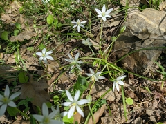 Ornithogalum woronowii