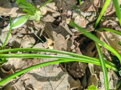 Ornithogalum woronowii