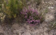 Erica dispar