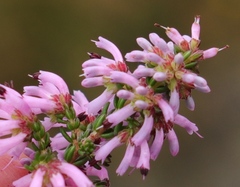 Erica dispar