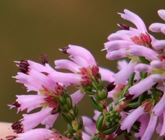 Erica dispar