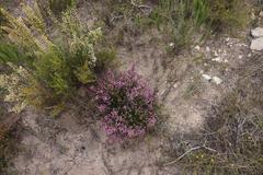 Erica dispar