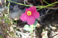 Oxalis imbricata