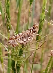 Dociostaurus maroccanus