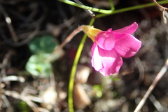 Oxalis imbricata