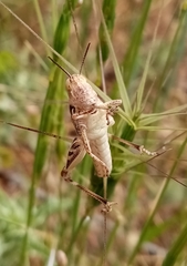 Dociostaurus maroccanus