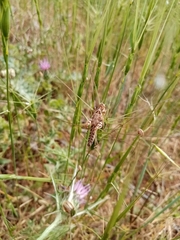 Dociostaurus maroccanus