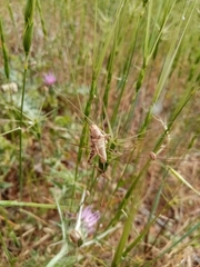 Dociostaurus maroccanus