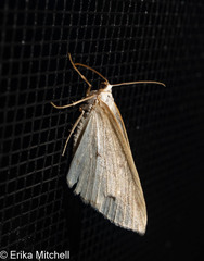 Lomographa glomeraria