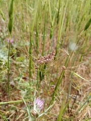 Dociostaurus maroccanus
