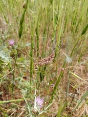 Dociostaurus maroccanus
