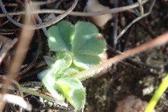Oxalis imbricata