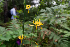 Echeandia longipedicellata