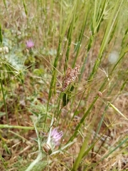Dociostaurus maroccanus