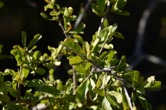 Ehretia rigida nervifolia