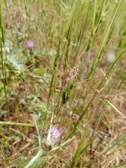 Dociostaurus maroccanus