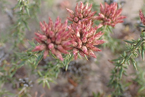 Image of Metalasia massonii by no rights reserved