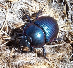 Phelotrupes auratus