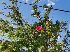 Hibiscus rosa-sinensis