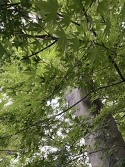 Acer palmatum