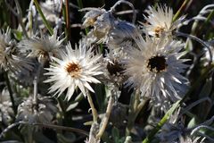 Syncarpha speciosissima