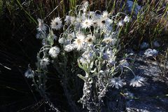 Syncarpha speciosissima