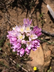 Allium roseum