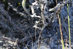 Syncarpha speciosissima