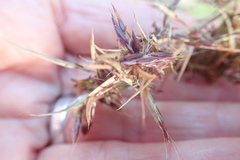 Cymbopogon pospischilii