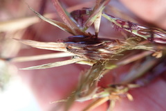 Cymbopogon pospischilii