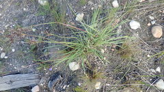 Cymbopogon pospischilii