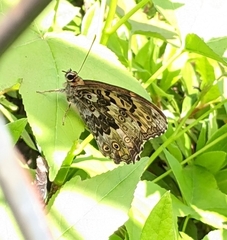 Neope goschkevitschii