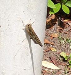 Neope goschkevitschii