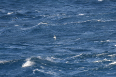 Pterodroma nigripennis